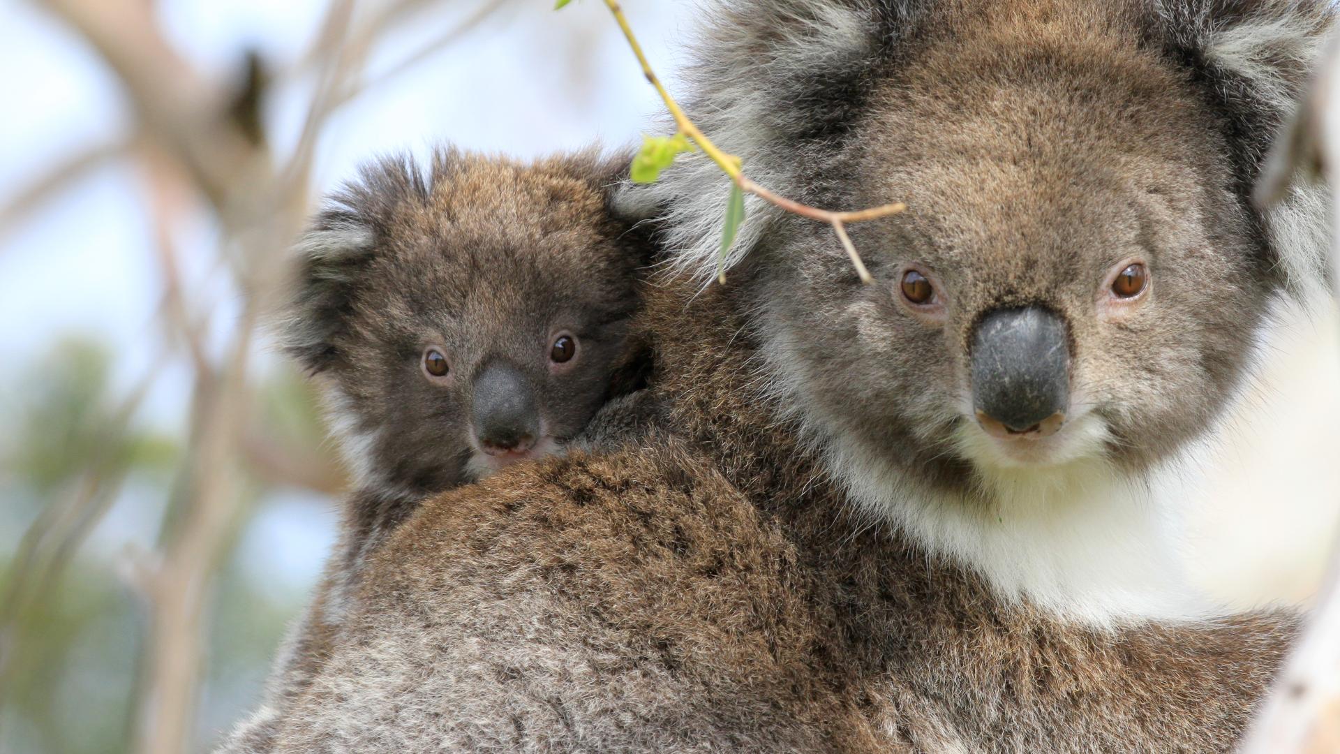 Коала где обитает на каком. Коала в Австралии. Бурая коала. Эндемики Австралии коала. Коричневая коала.