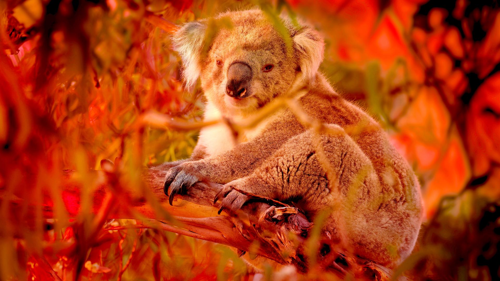 Bushfire Animal Rescue | ZDF Studios