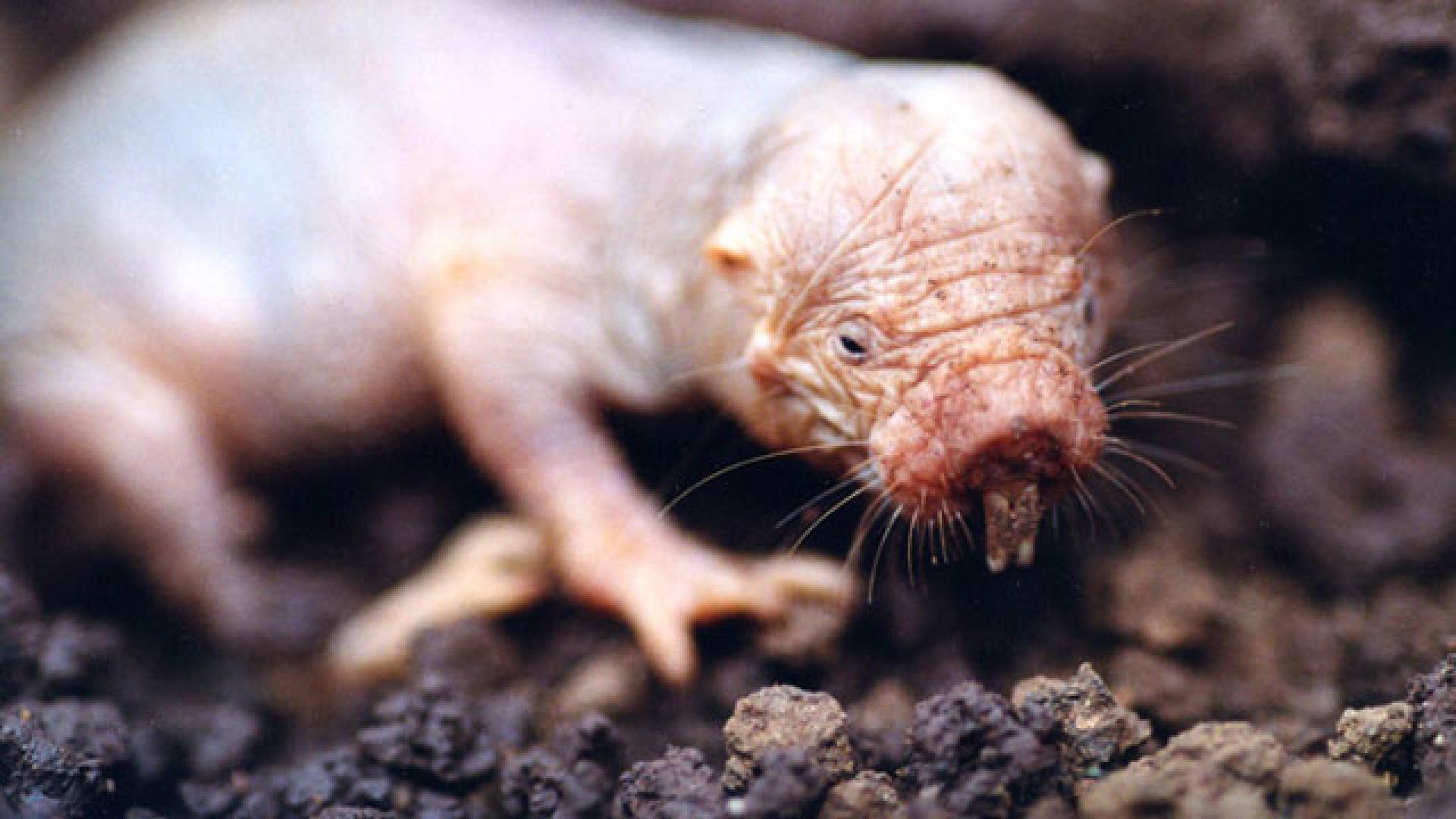 Naked mole rat