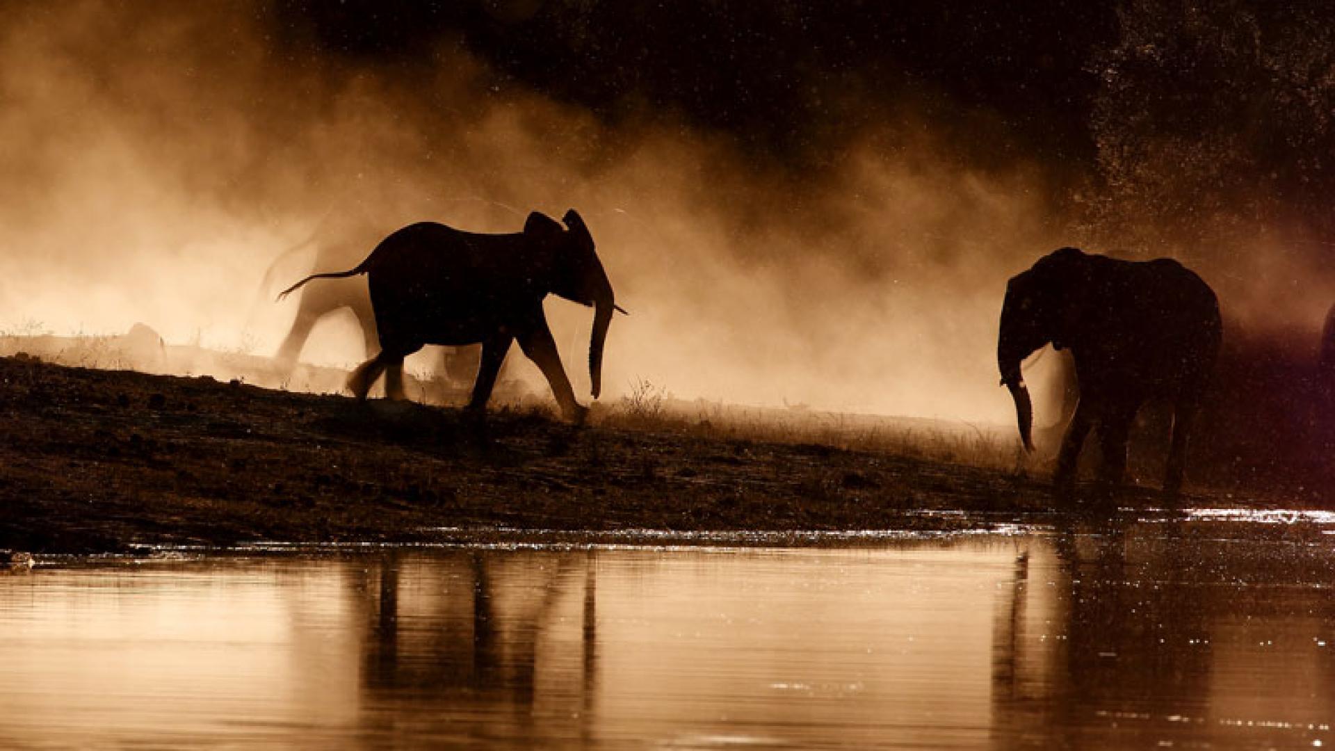 Elephants Up Close Gentle Giants ZDF Studios