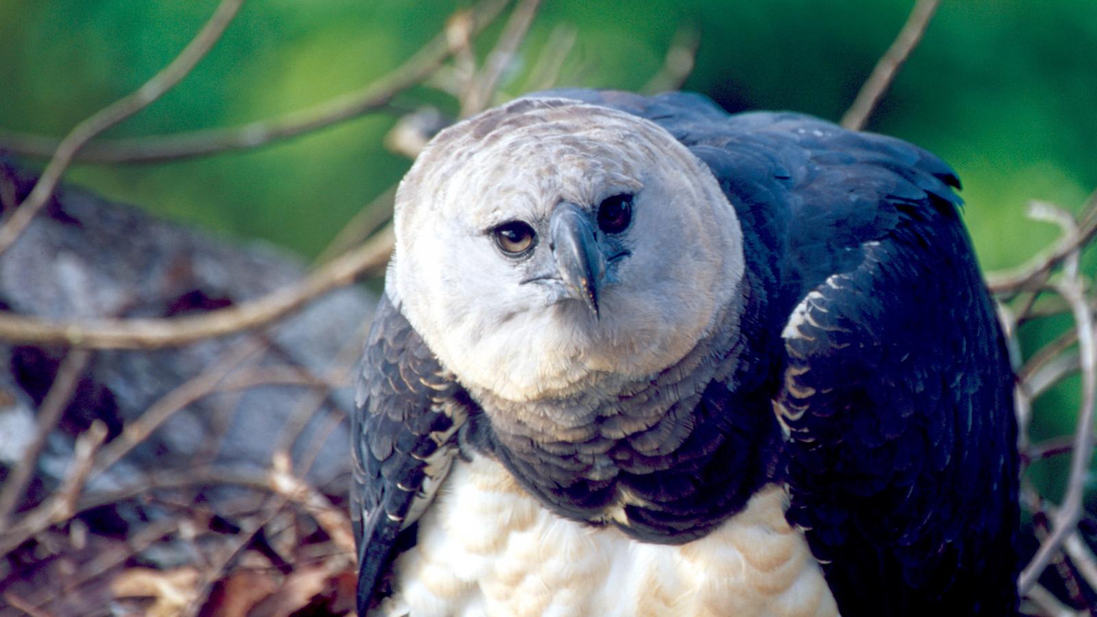 Eye of the Eagle (Episode 2)
