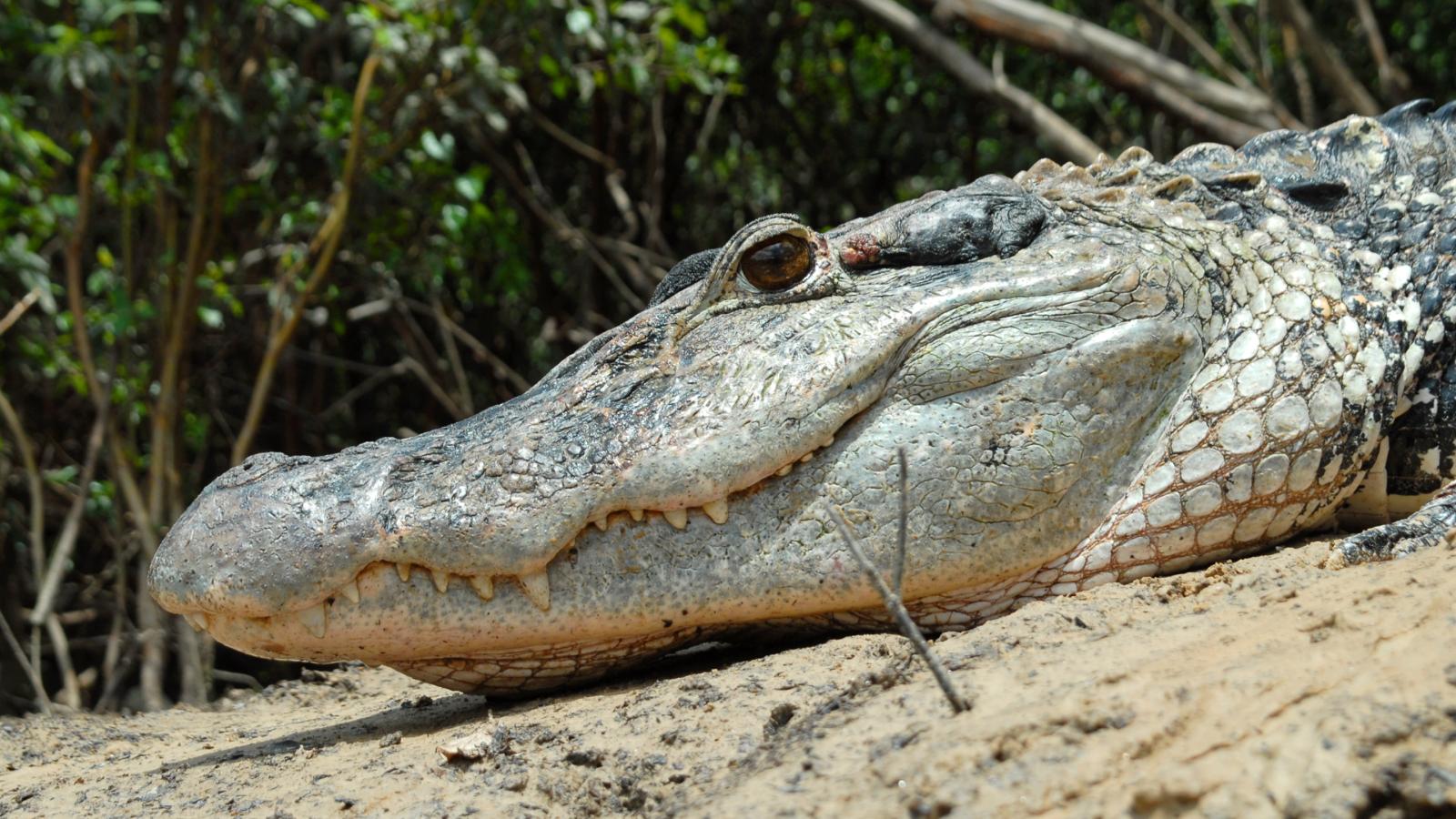 Day of the Caiman