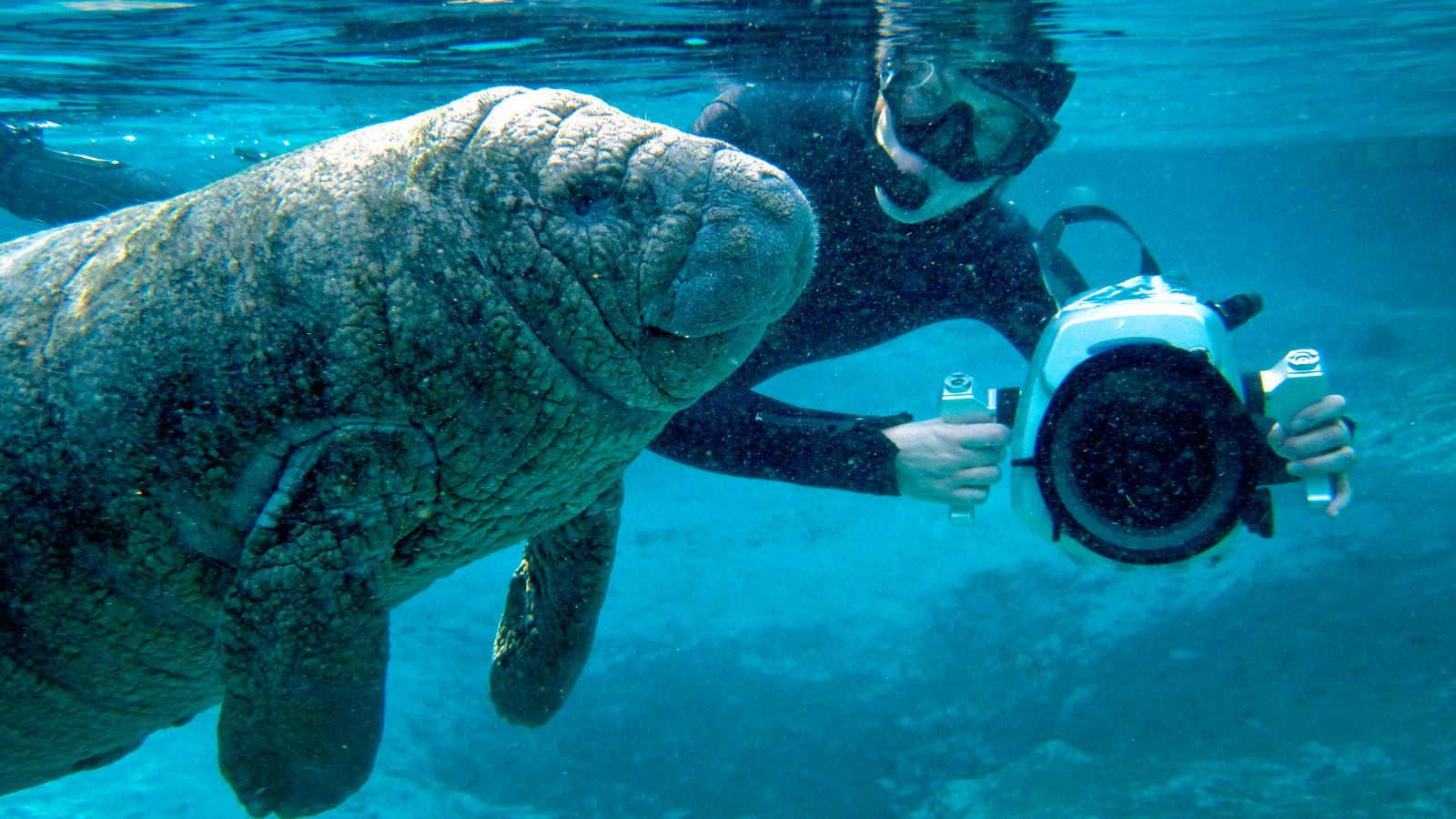 Manatees and Molas (Episode 2)