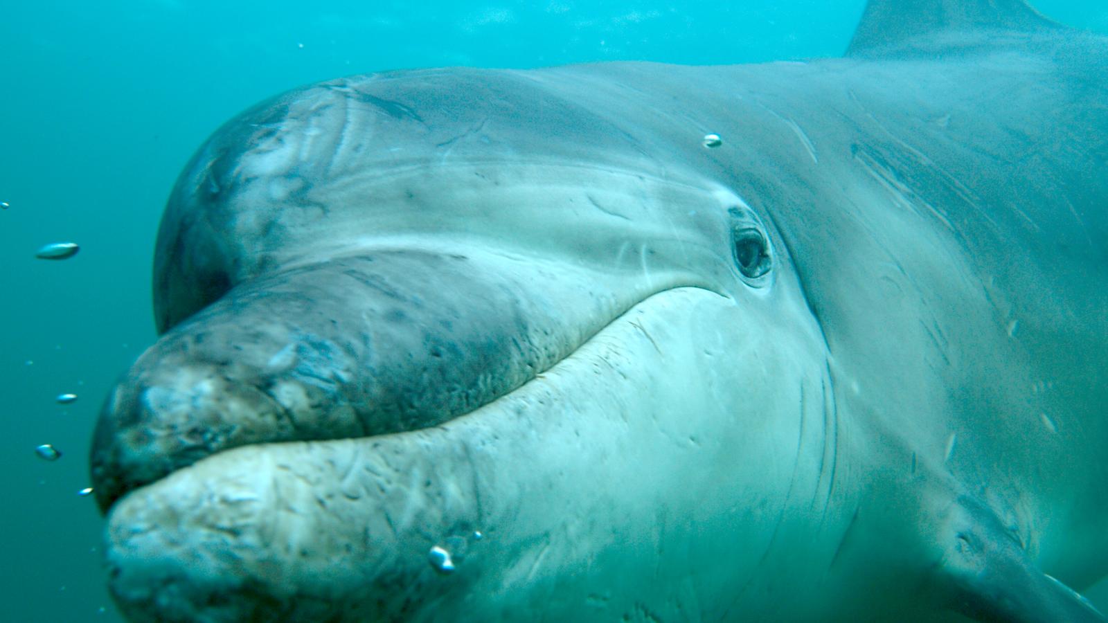 Dolphins and Whales (Episode 3)