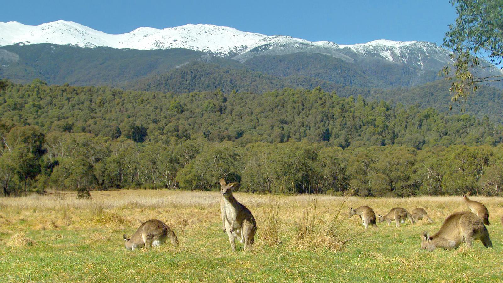 The Australian Alps (Episode 1)
