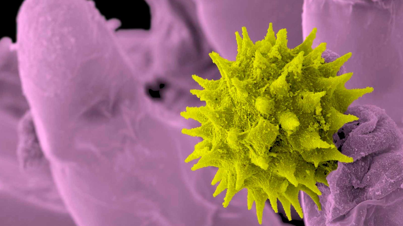 Invisible Nature - Colonising Plants (Episode 1)