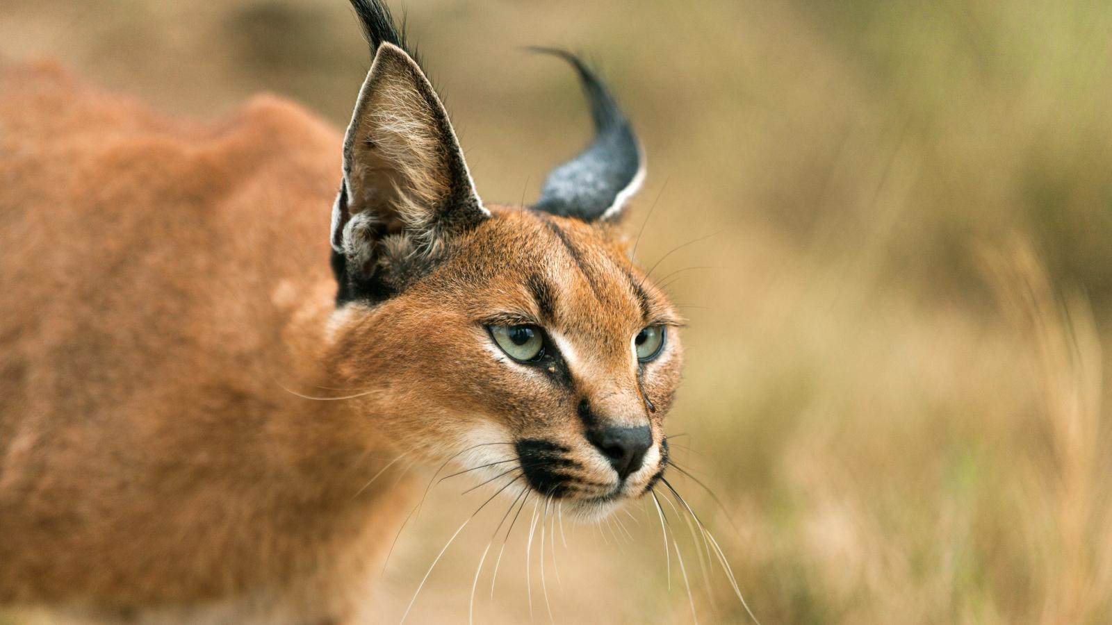 killers of the Kalahari (Episode 3)