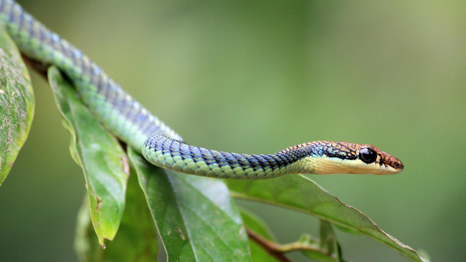 Forest of the Flying Snakes (Episode 1)