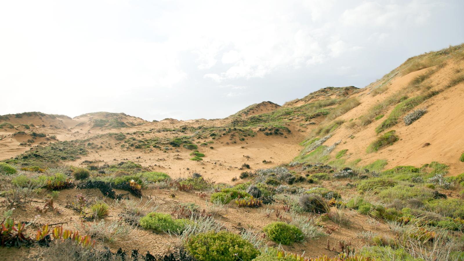 Arid Lands (Episode 5)