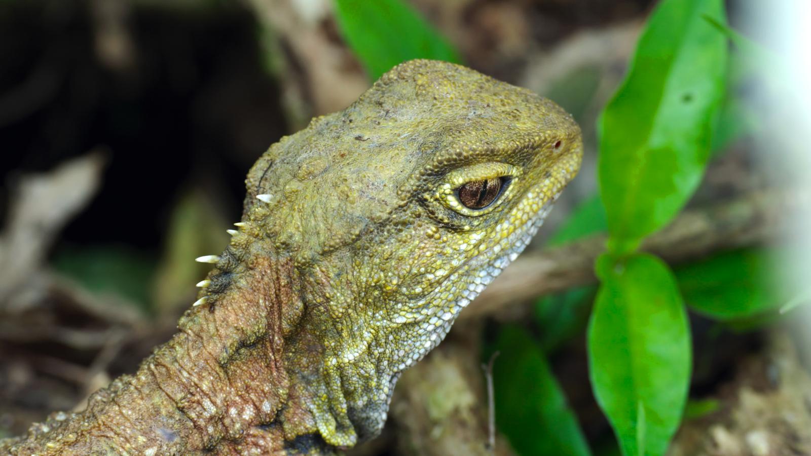  The Tuatara (Episode 1)