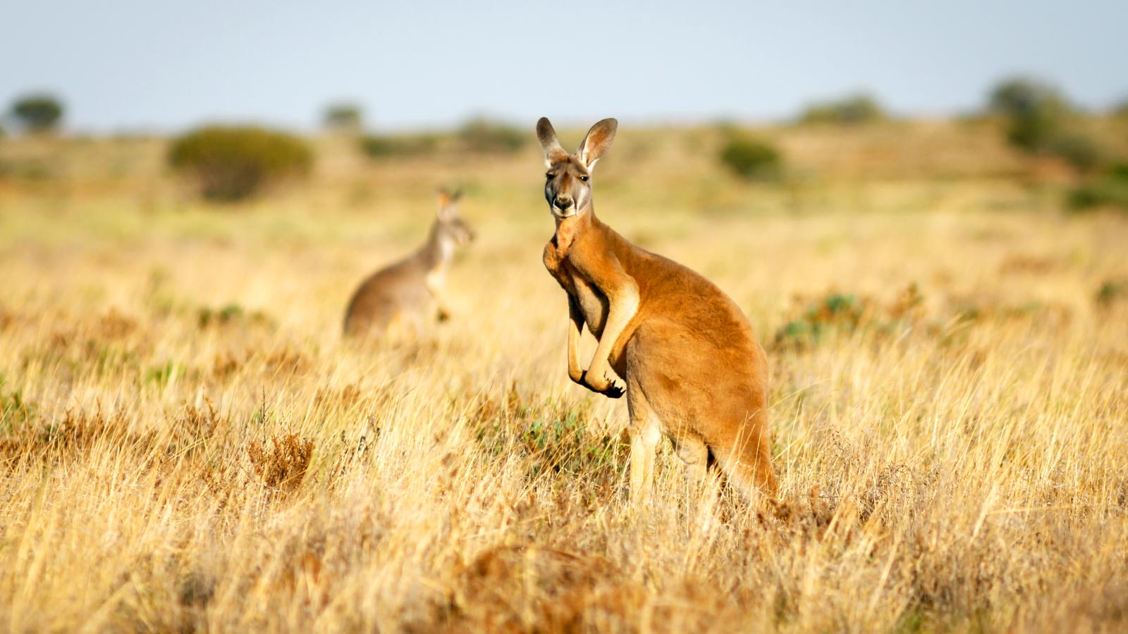Just Kangaroos (Episode 1)