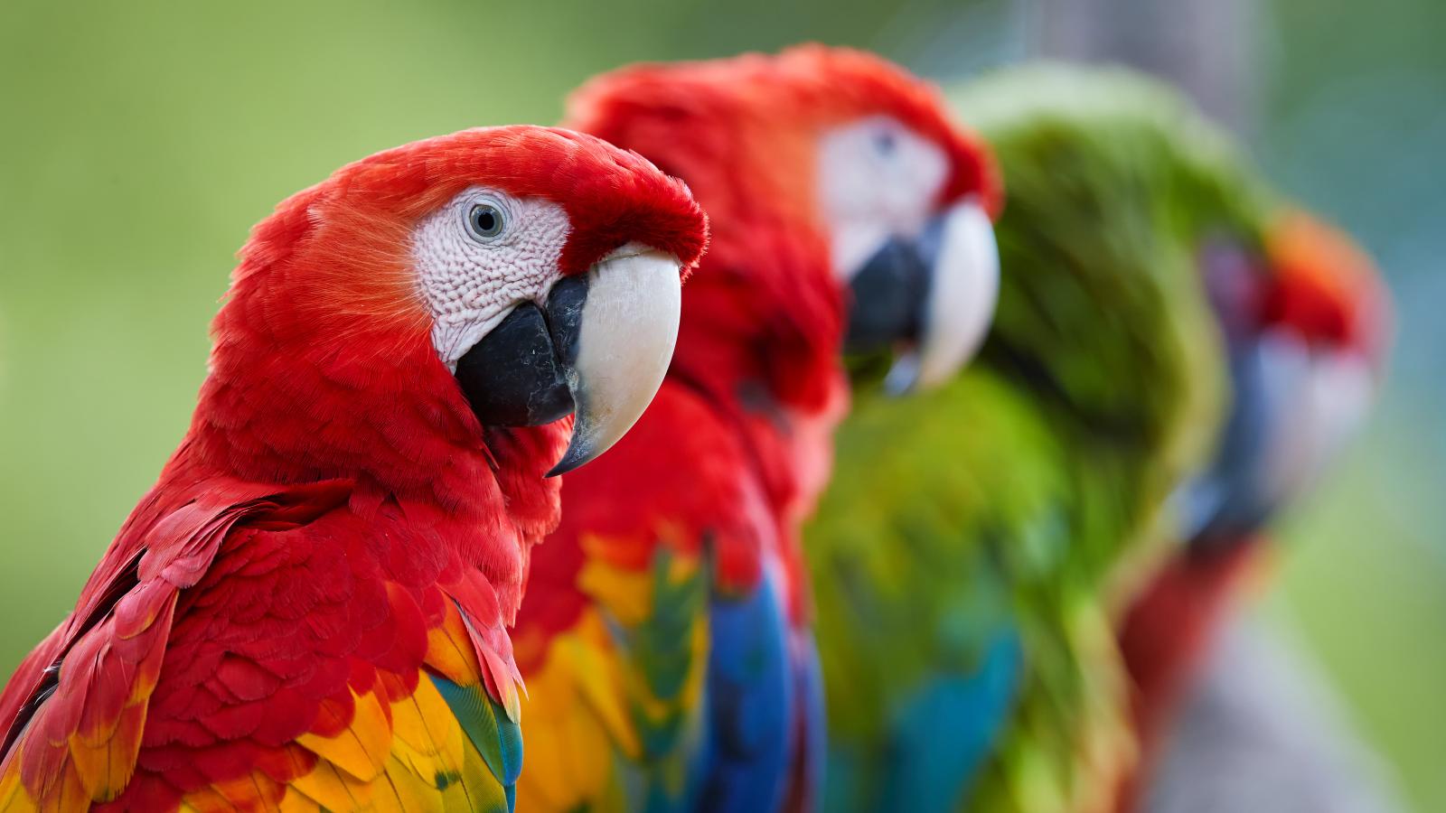 Just Birds (Episode 2)