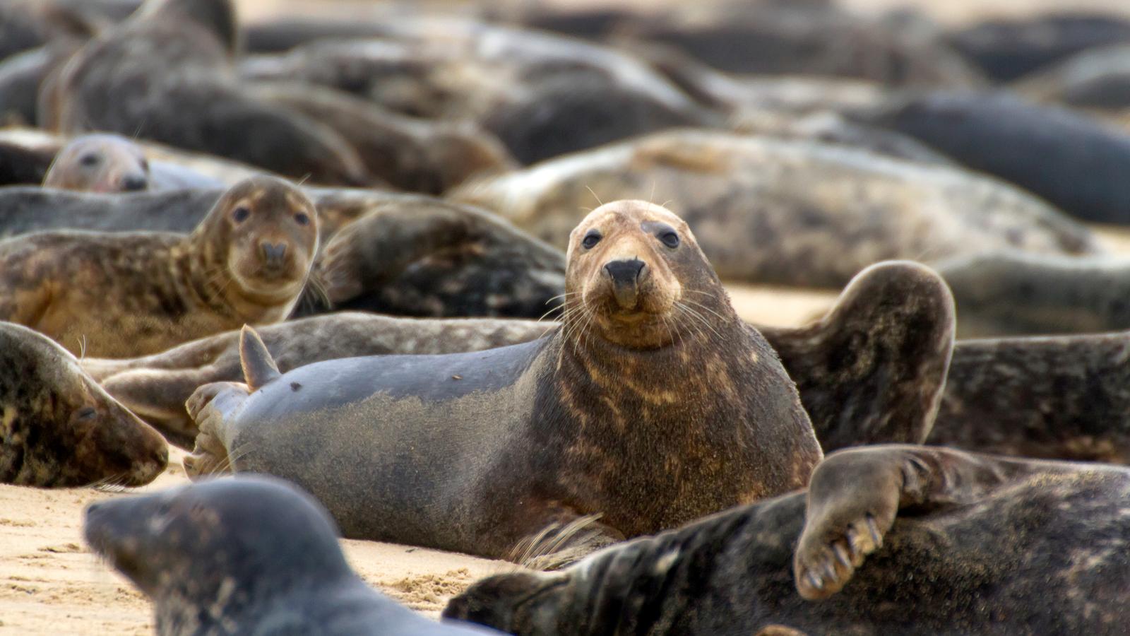 Just Marine Mammals (Episode 3)