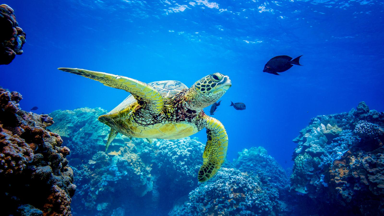 Just Turtles (Episode 4)