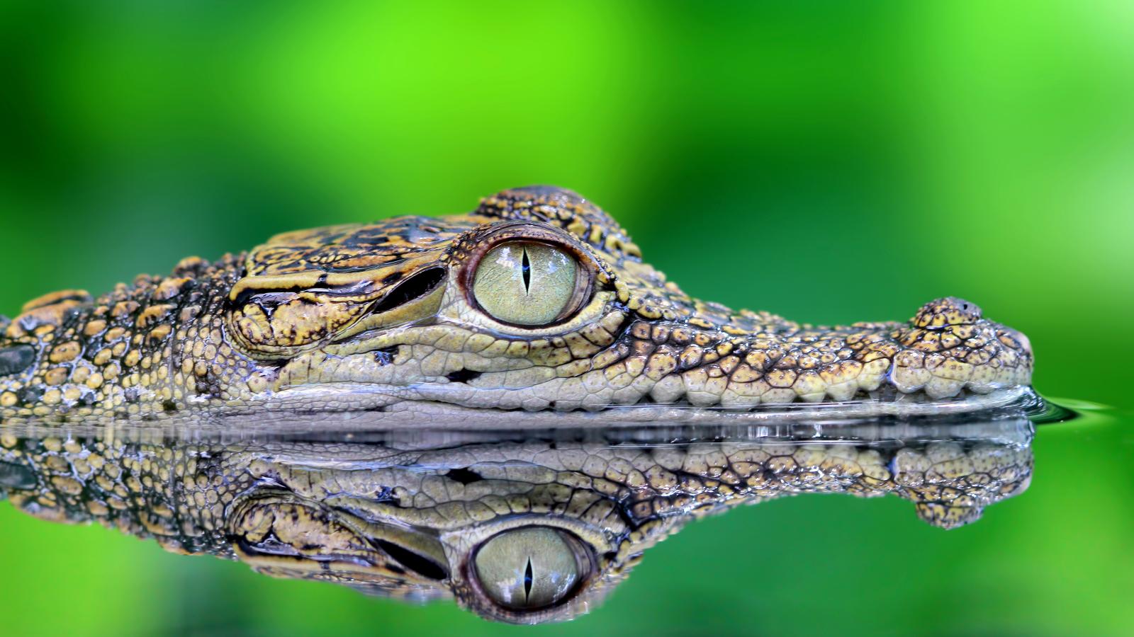 Just Crocodiles (Episode 5)