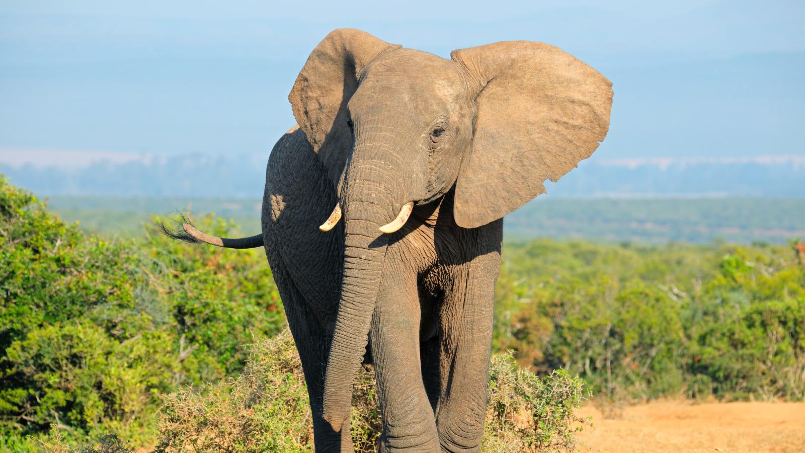 Just Elephants (Episode 6)