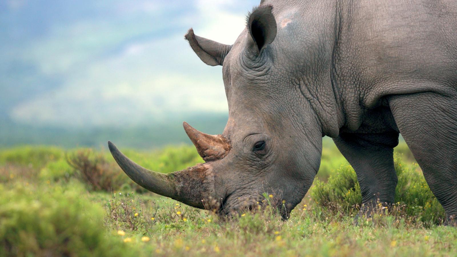 Just Hippos and Rhinos (Episode 7)