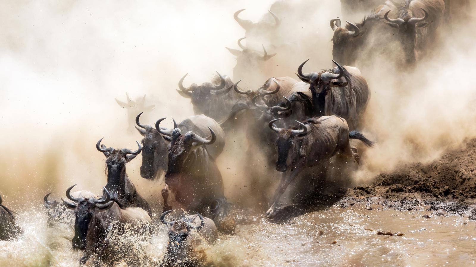 Just Antelopes (Episode 8)