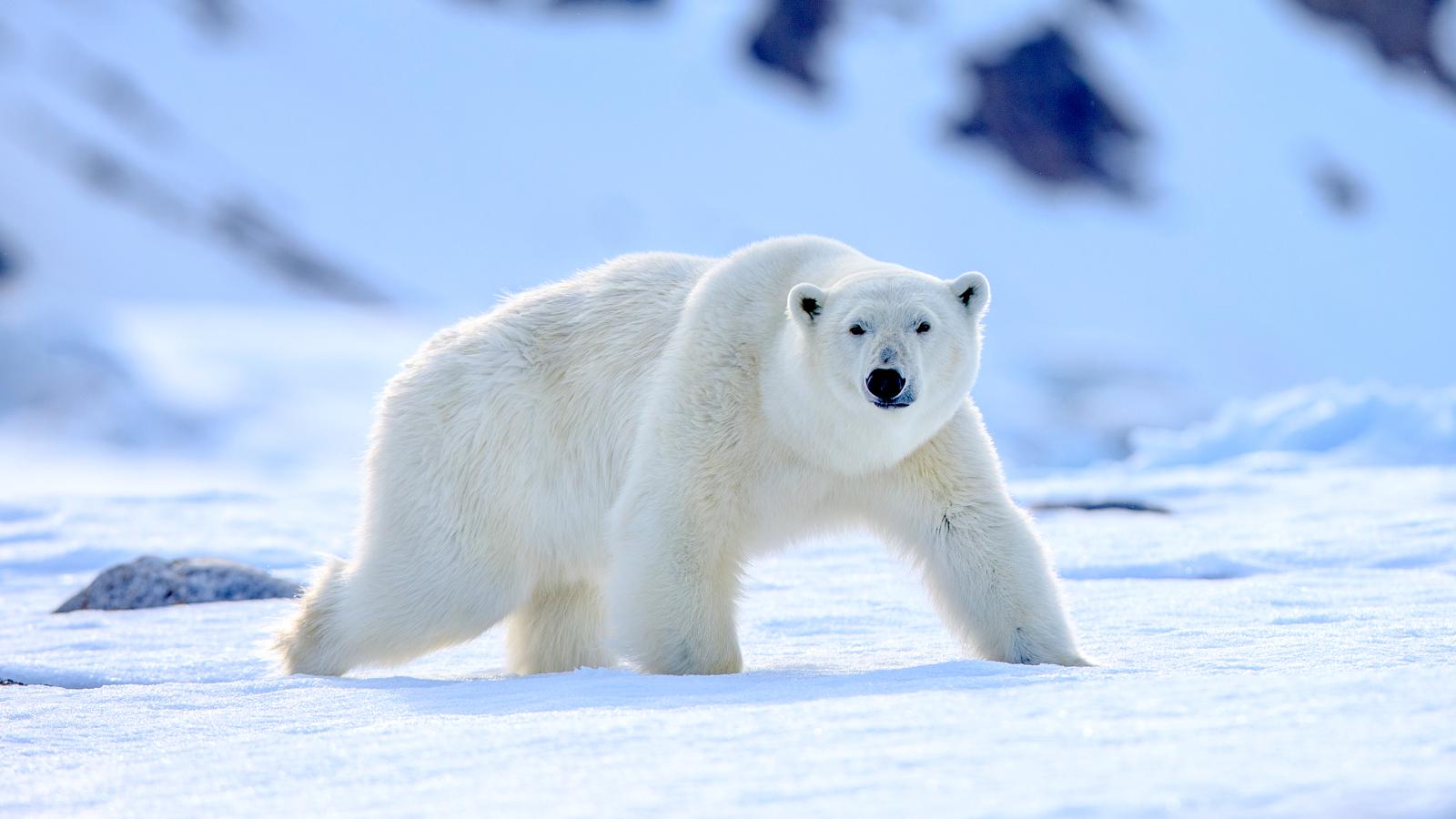 Just Bears (Episode 9)