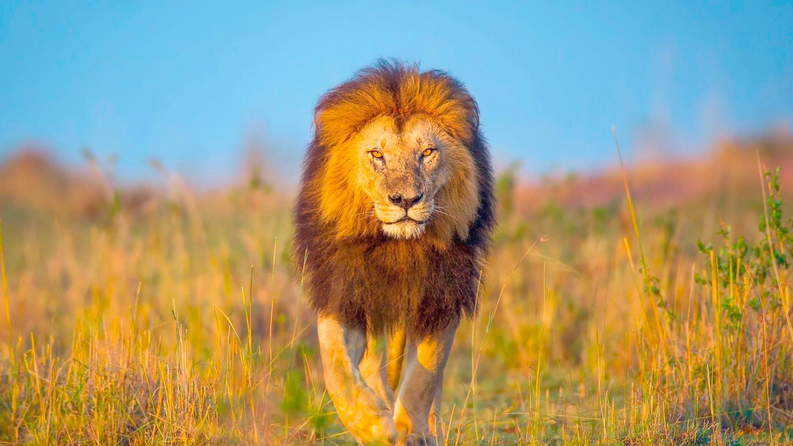 Just Big Cats (Episode 10)