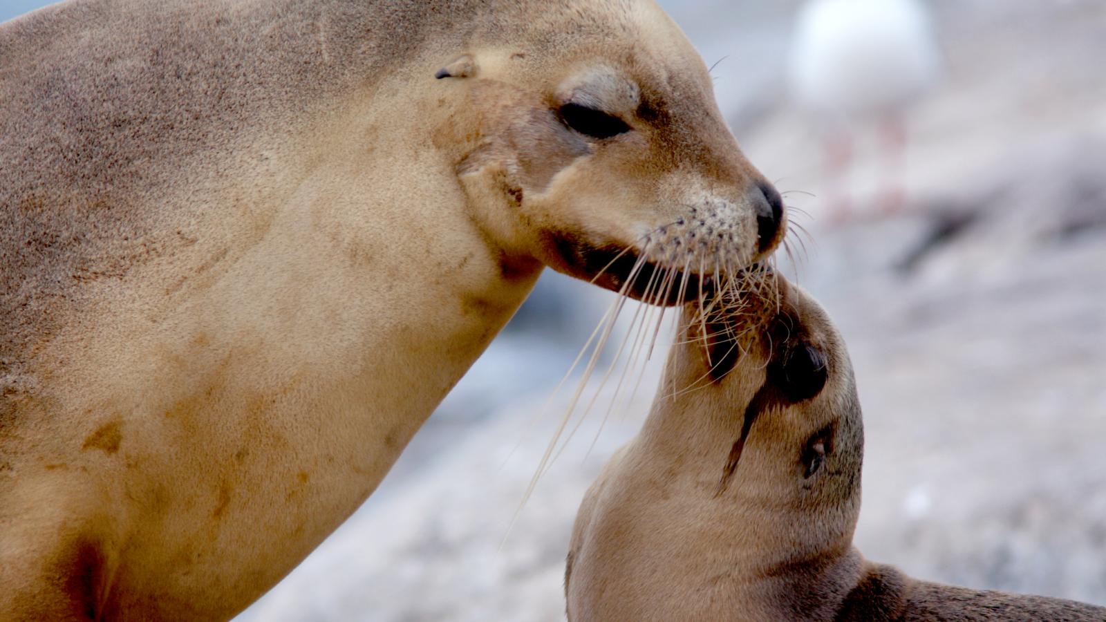 Sea Lion King (Episode 1)