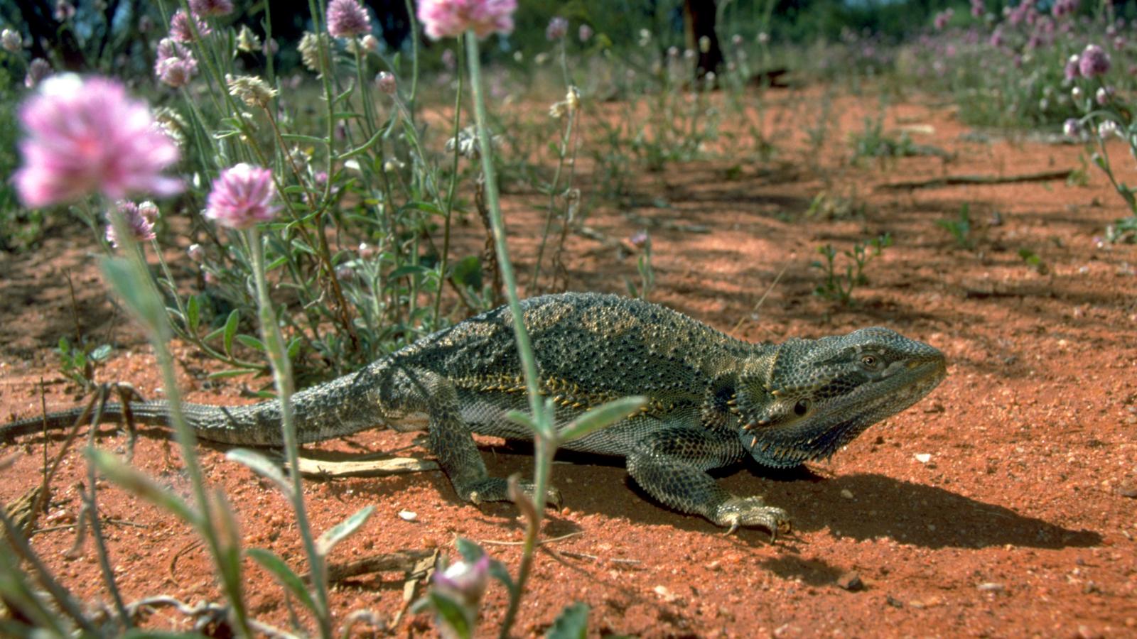 Lizards of Oz (Episode 2)