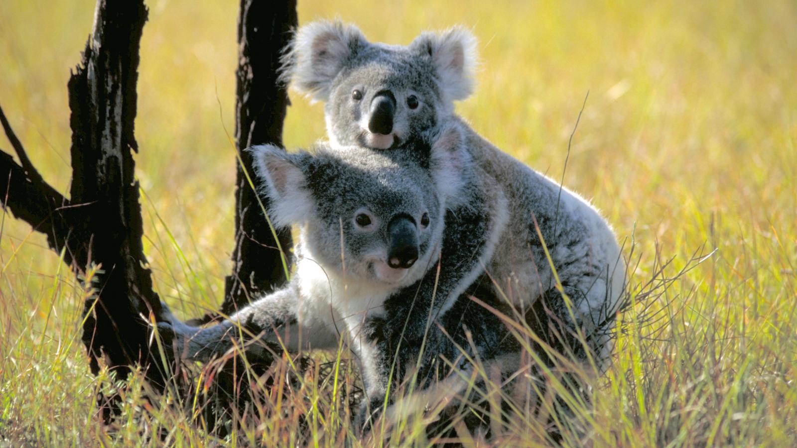 Koala Country Episode 3)