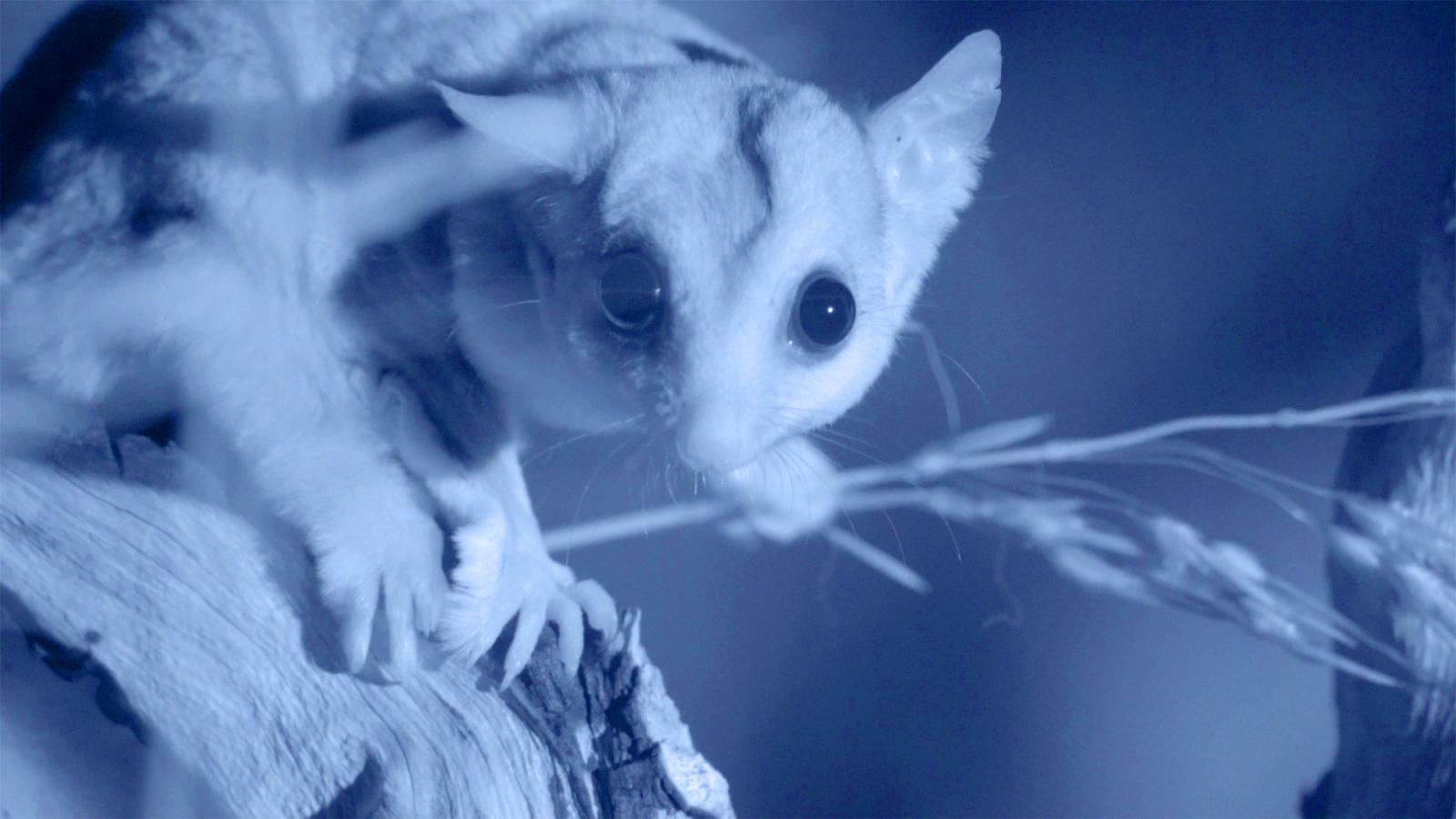Possum Power (Episode 4)