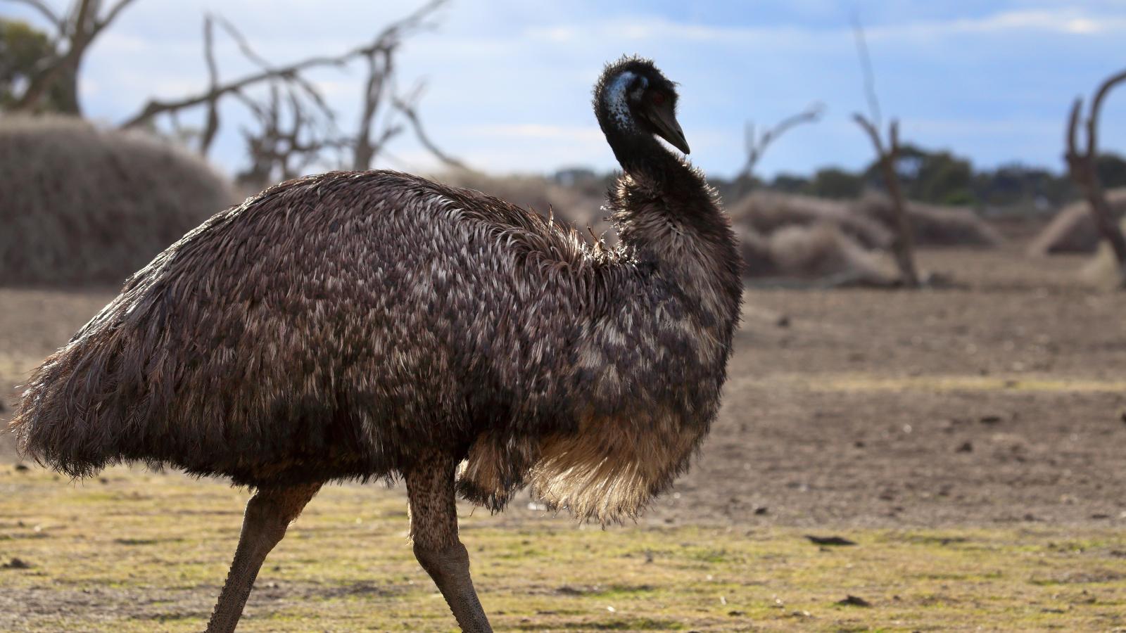 Episode 6: Journey of the Emu 