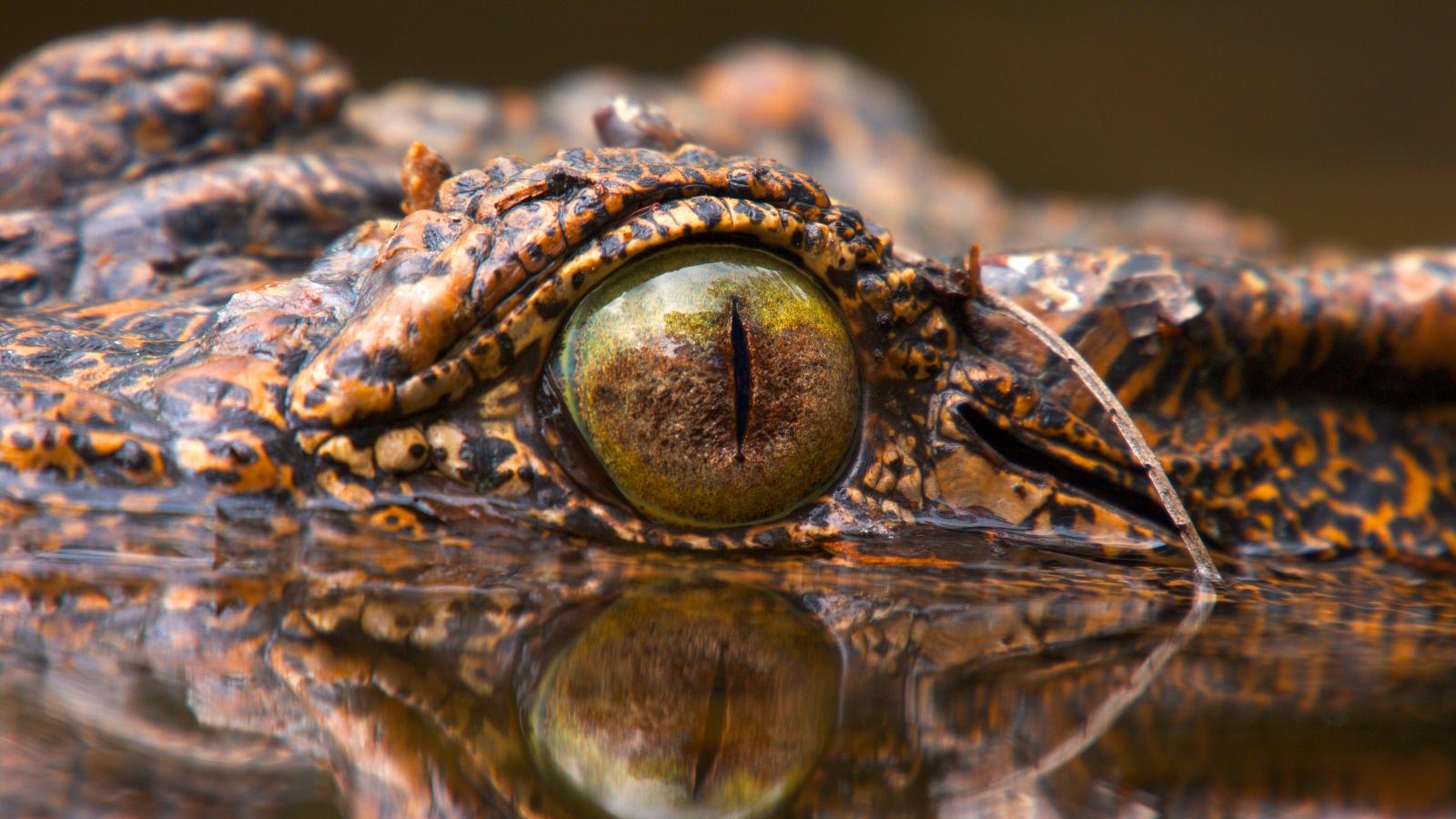 Crocodile Odyssey (Episode 2)