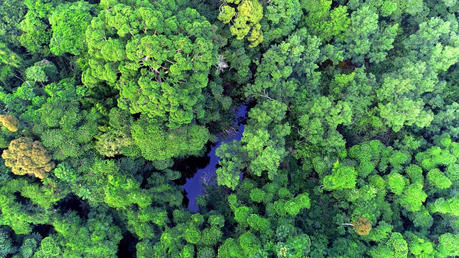 Deep Jungle (Episode 1)
