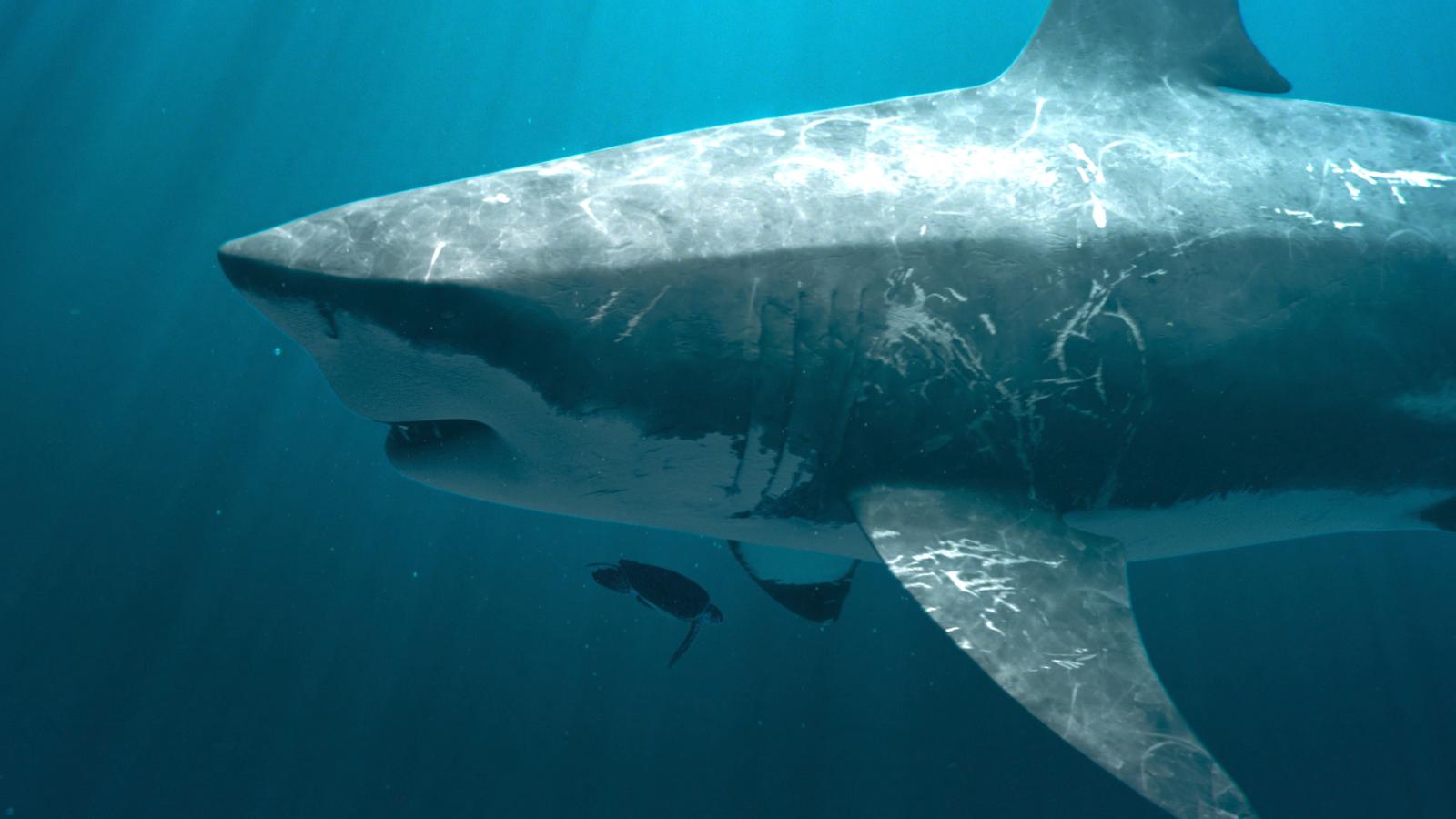 Megalodon & Giant Sloths Climate Victims (Episode 2)