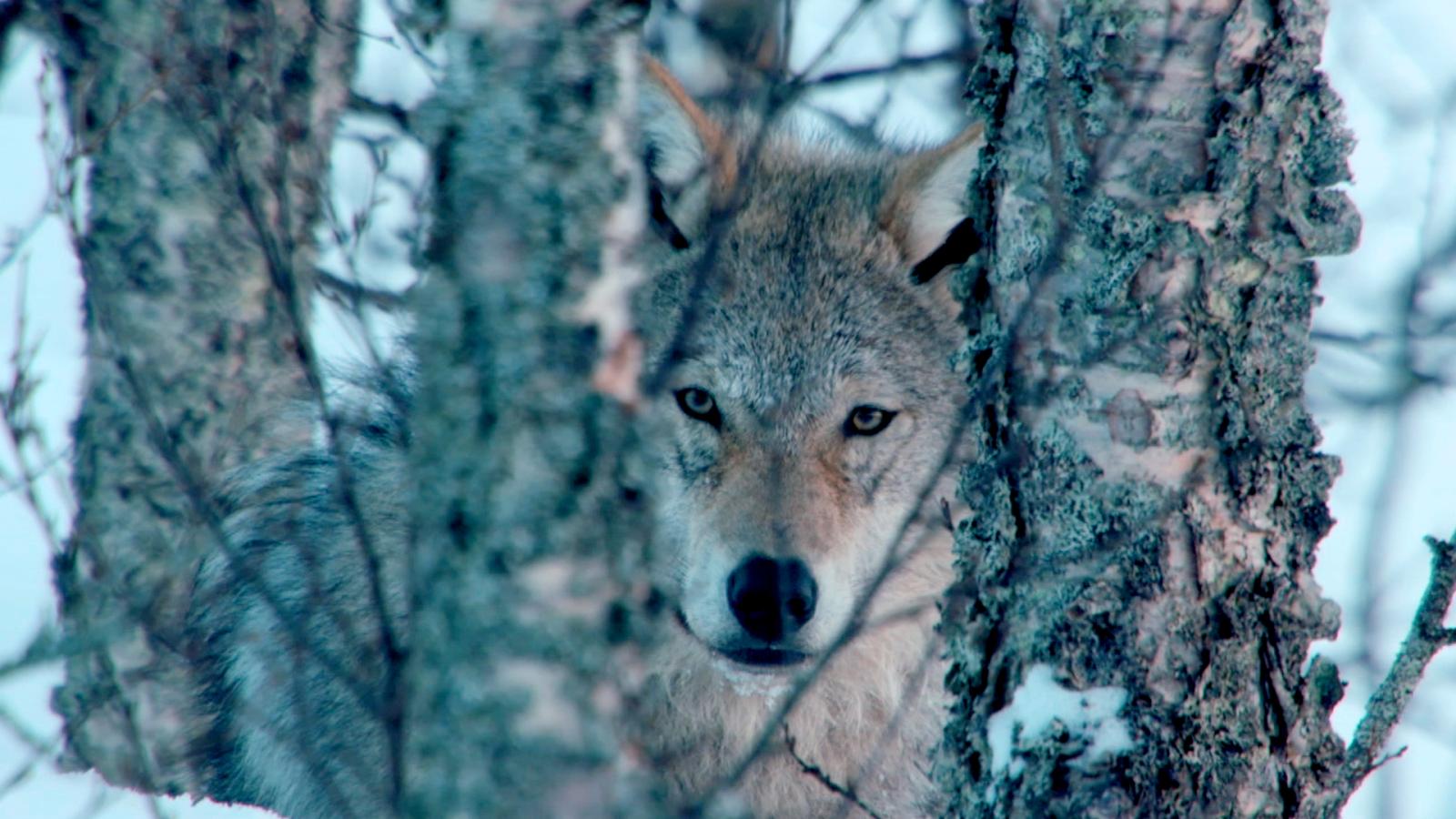 Animal Minds (Episode 9)