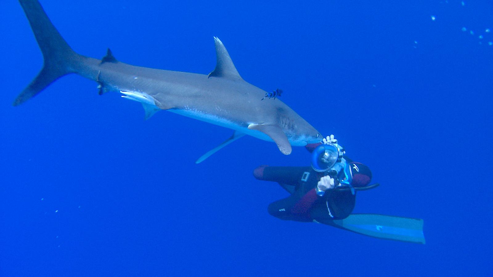 The great white Sharks of Guadalupe (Episode 4)