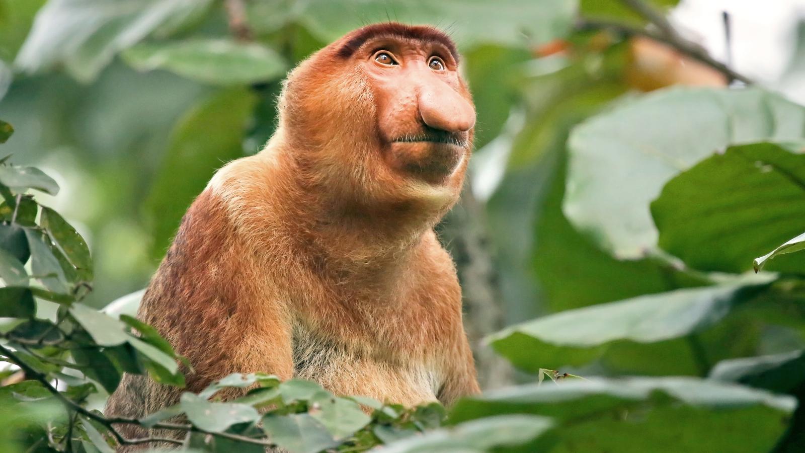 Just Monkeys (Episode 1)