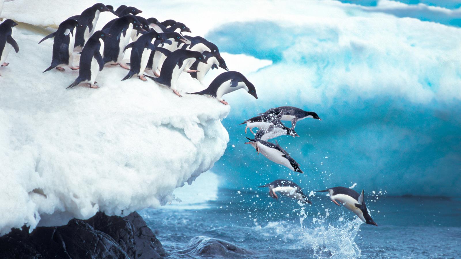 Just Penguins (Episode 2)