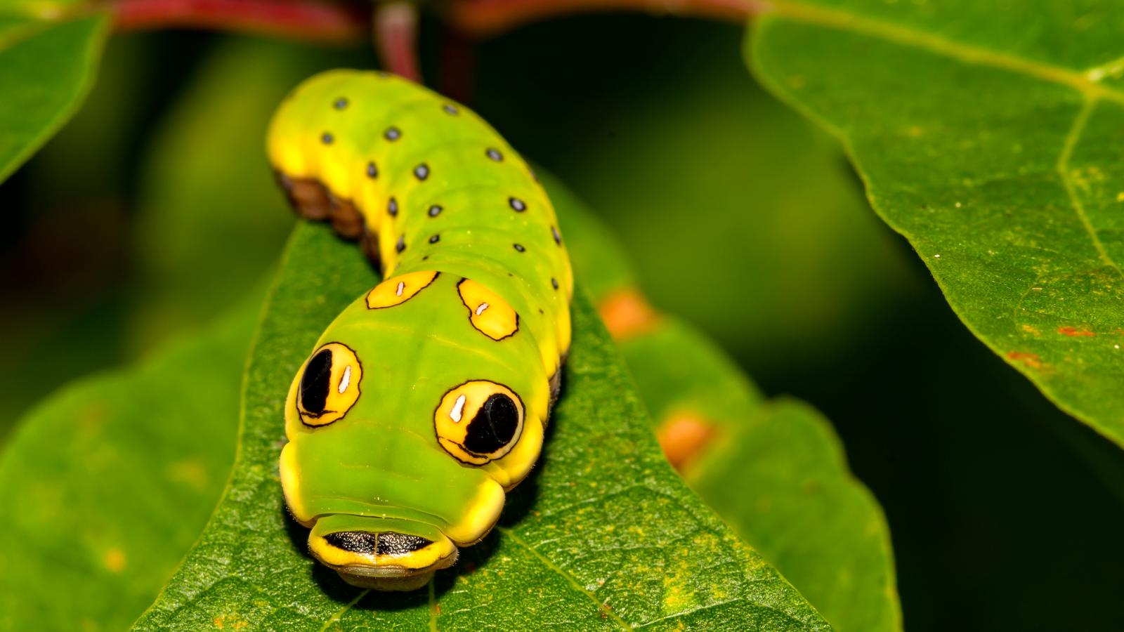 Just Insects (Episode 5)