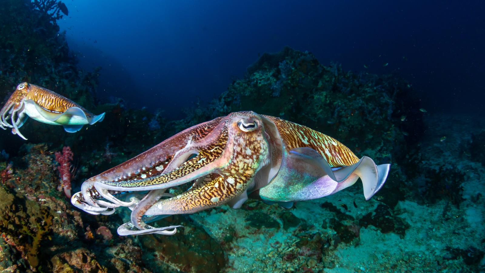 Just Octopuses (Episode 6)