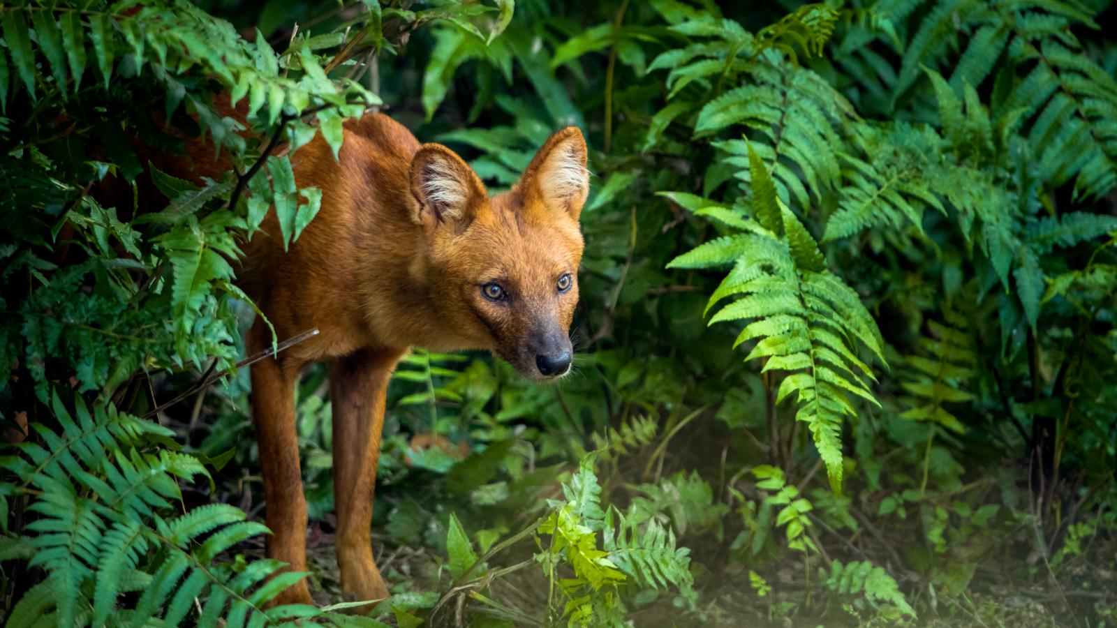 Just Wild Dogs (Episode 7)