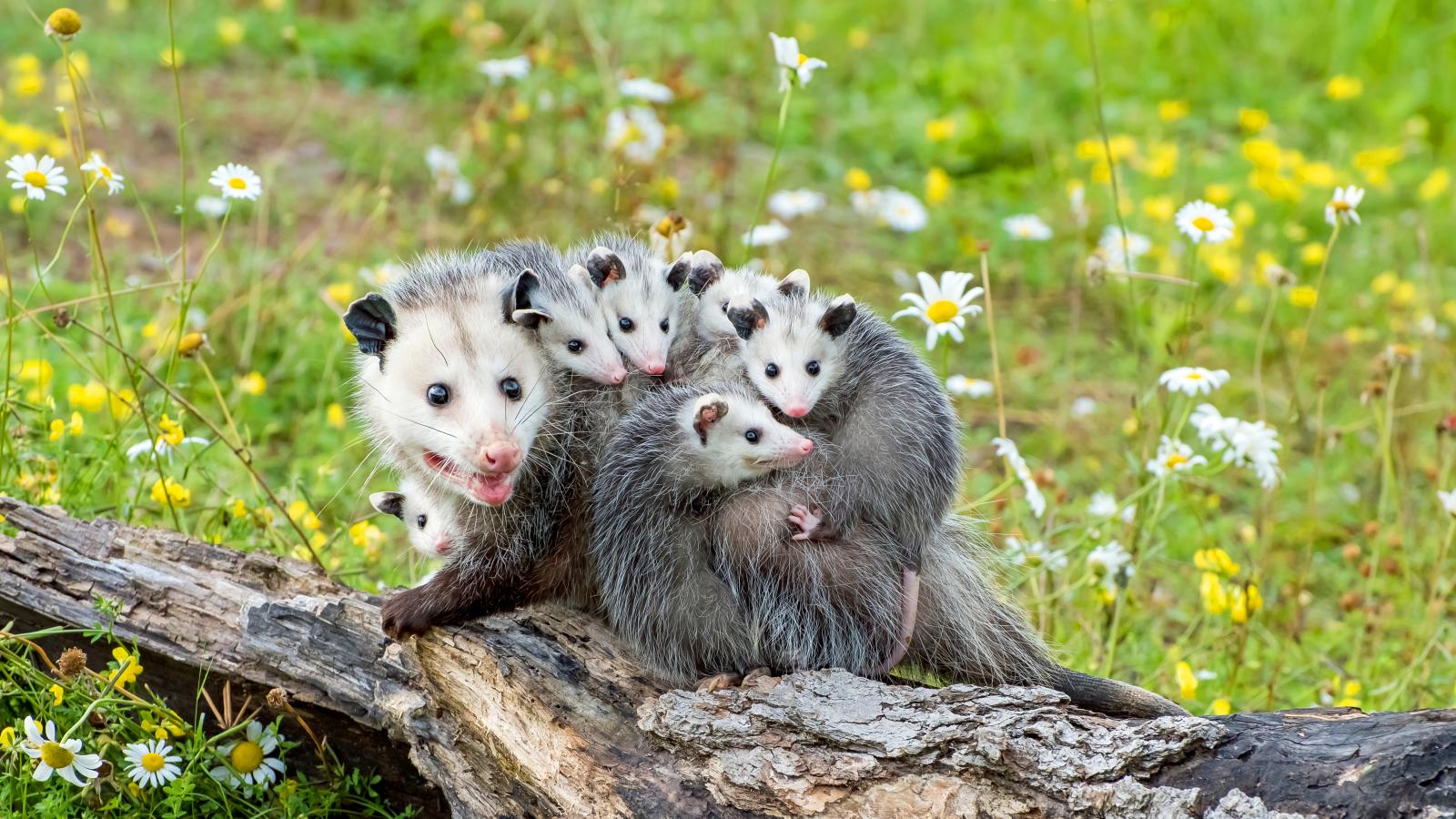 Just Marsupials (Episode 8)