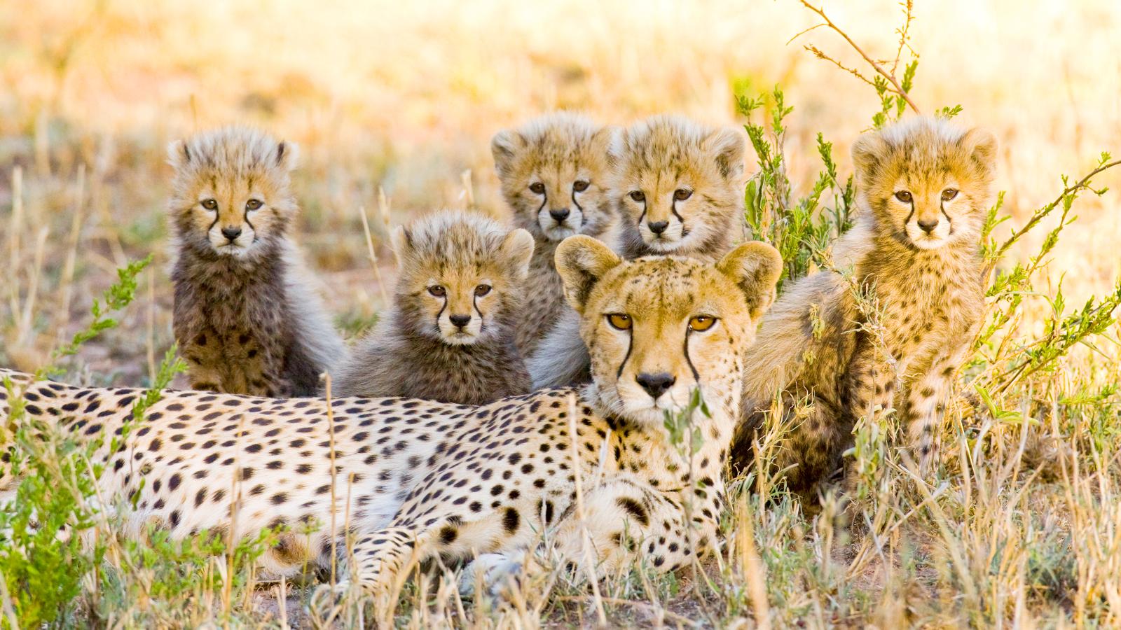 Just Wild Cats (Episode 9)