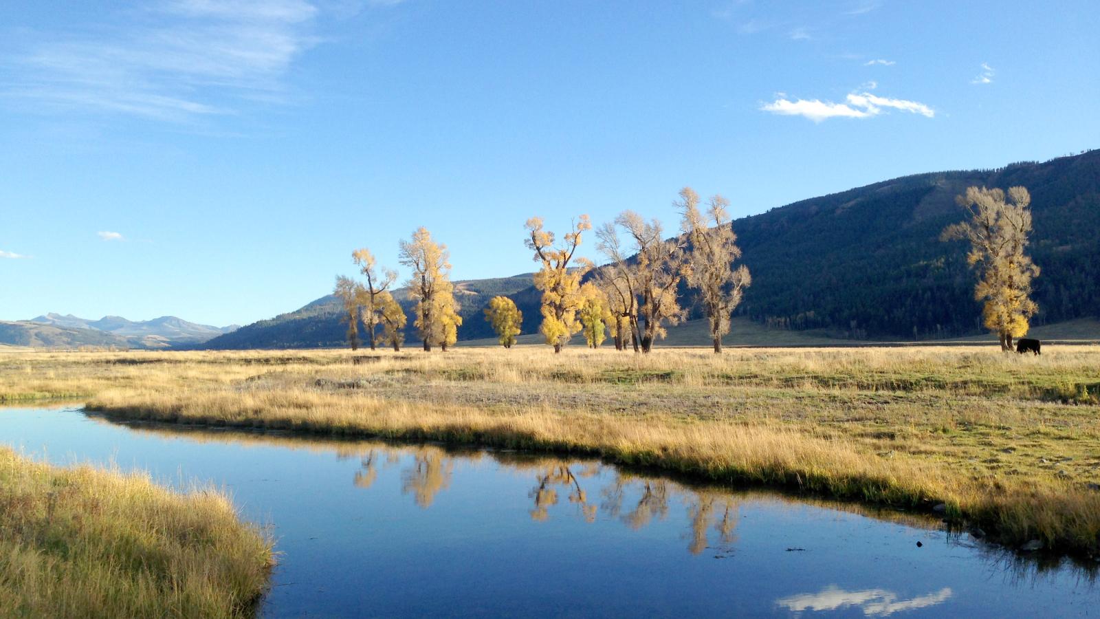 Yellowstone