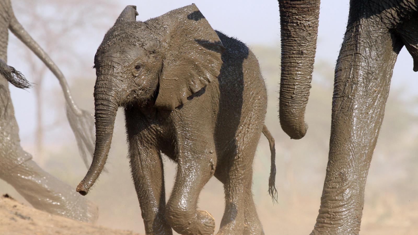 Gentle Giants (Episode 1)