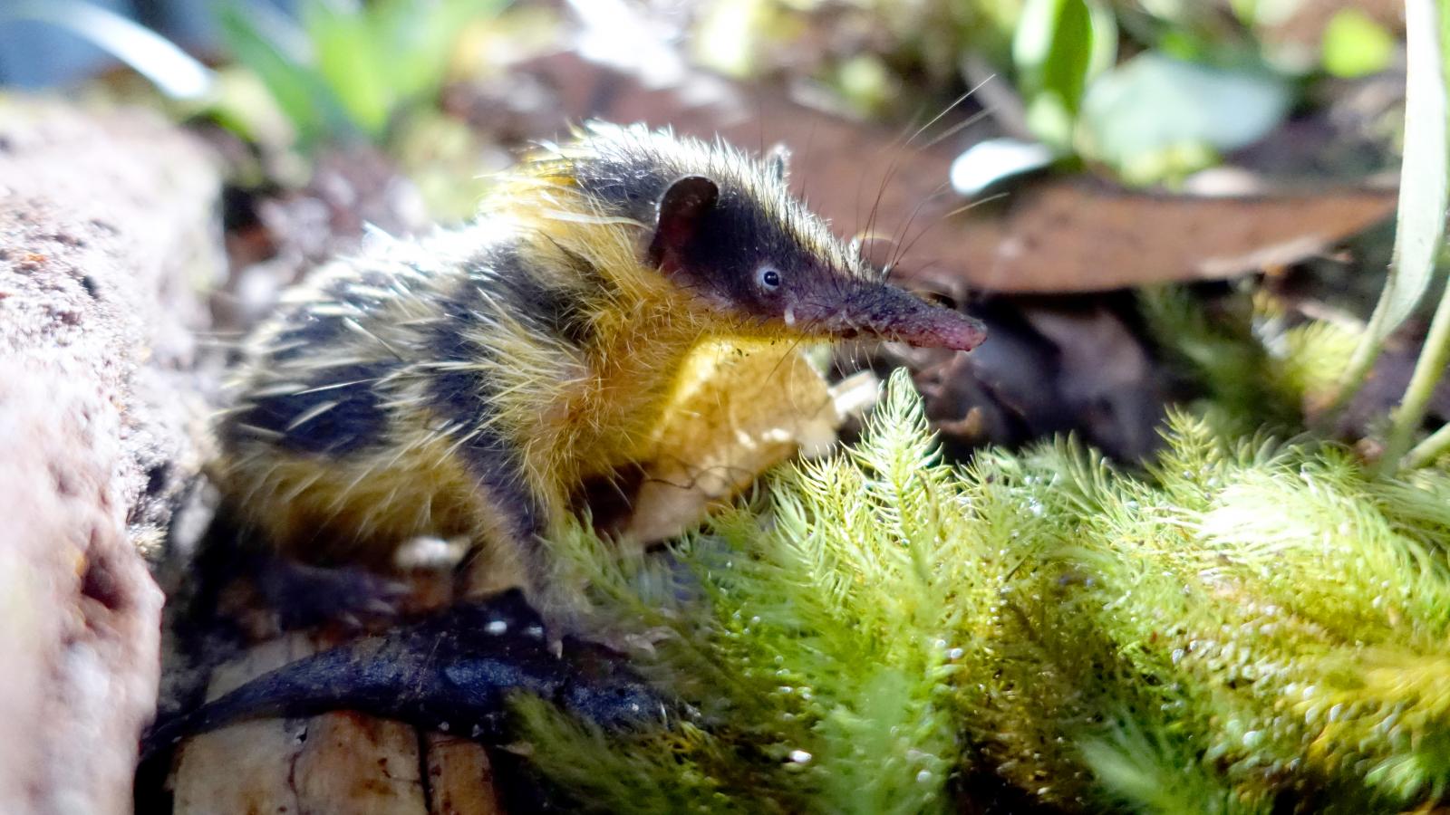 Forest of the Indri (Episode 1)