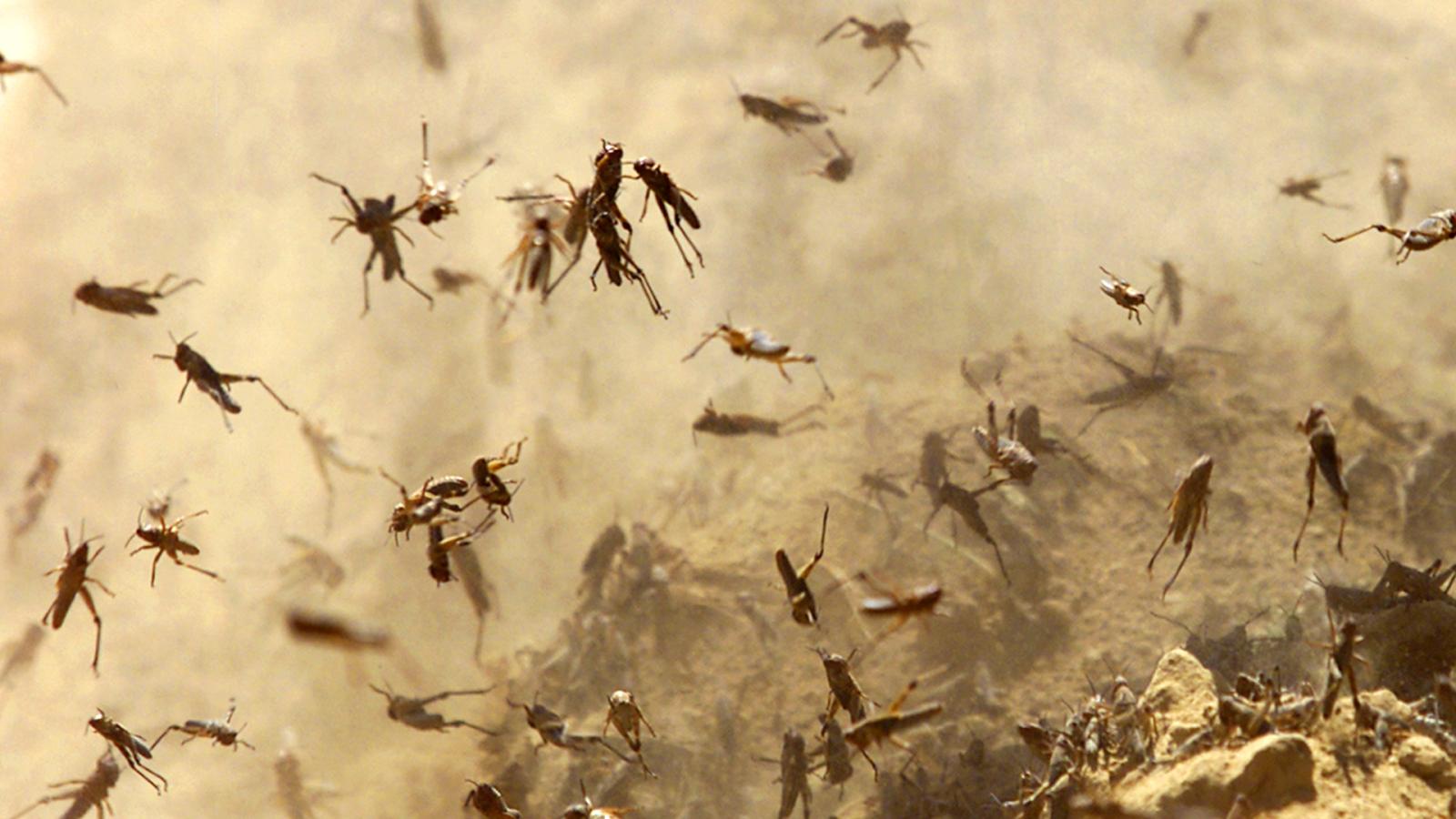 Mosquitos (Episode 2)