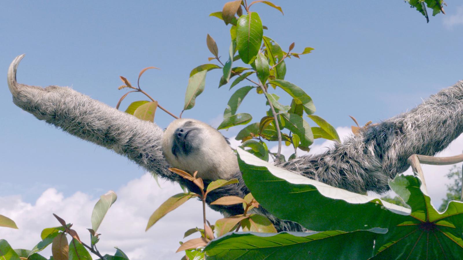 Episode 3: Forest of the Jaguar 
