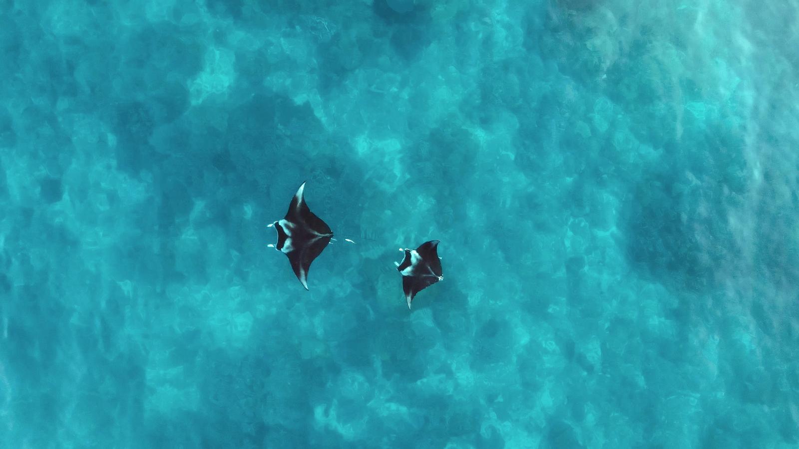 Africa from Above: Mozambique (eps. 8)