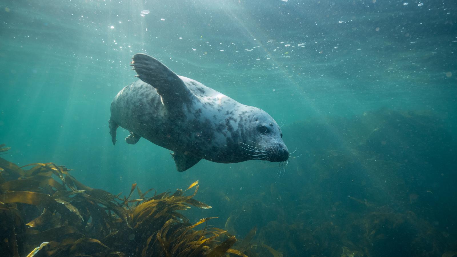 Germany’s biggest predator – the grey seal. The bulls reach a length up to 2,5 metre and can weigh 300 kg.