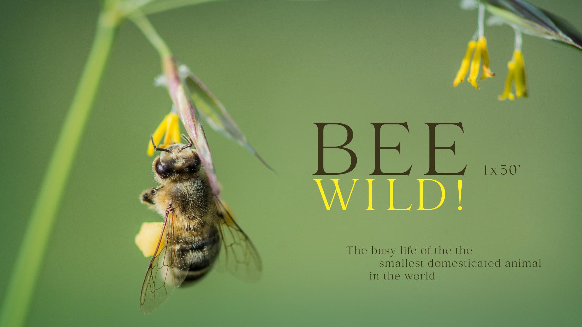 Highlightteaser Bee Wild