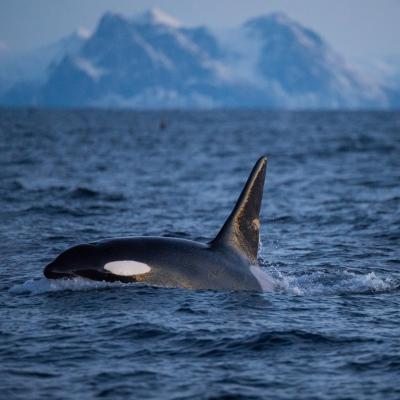 ZDF Enterprises co-producer and distributor for new nature documentary 'Whales off our Coasts'